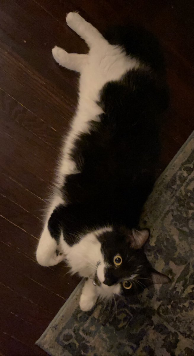 sp00kyfr0st's tweet photo. My sweet baby girl, I’m going to miss you dearly. While your life was far too short, I hope it was good for you. Rest in peace sweetheart, I love you. https://t.co/IlZ7ICvMPX