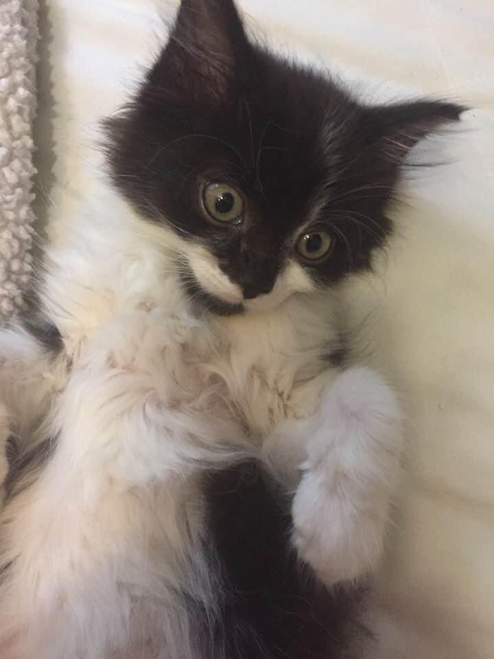 sp00kyfr0st's tweet photo. My sweet baby girl, I’m going to miss you dearly. While your life was far too short, I hope it was good for you. Rest in peace sweetheart, I love you. https://t.co/IlZ7ICvMPX