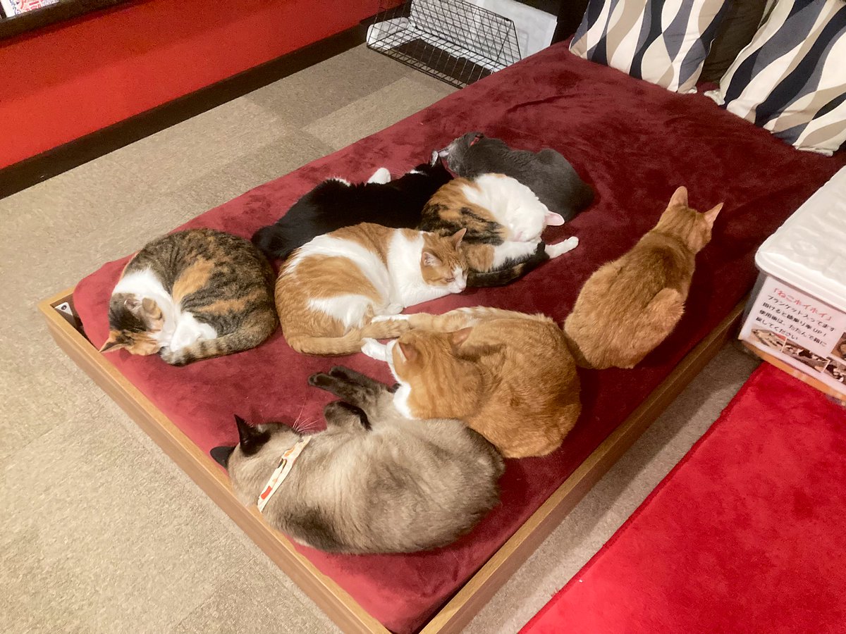 Mewkies_'s tweet photo. 寒くなるとみんな集まって寝るんです😪💤 https://t.co/8EvlIKA1iA