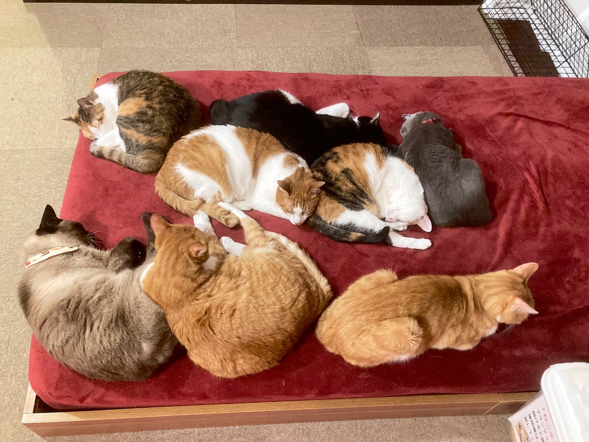 Mewkies_'s tweet photo. 寒くなるとみんな集まって寝るんです😪💤 https://t.co/8EvlIKA1iA