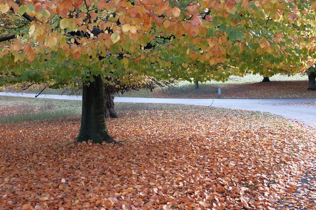 The autumn colours were looking great down at Studley Royal Deer Park this weekend. Let's hope the wind stays down so we get a few more weeks of beautiful colour. 

#fujifilm