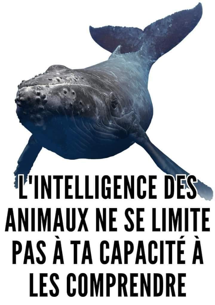 #FreePaulWatson
<a href="/EmmanuelMacron/">Emmanuel Macron</a>