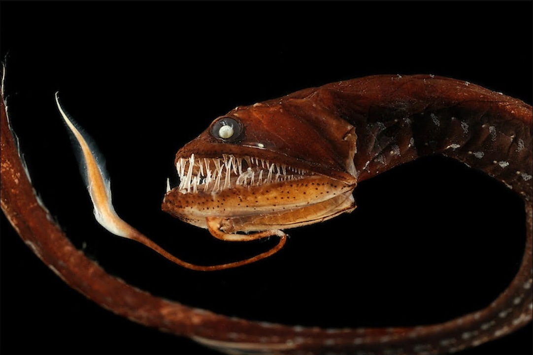 angleseyseazoo's tweet image. By waggling a barbel that is attached with a light-producing photophore from the chin of a Deep-Sea Dragonfish, they have a fishing lure; just like angler fish have. The light = a meal. 🎣✨     
#Halloween #CalanGaeaf