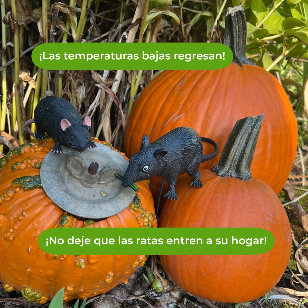 MultCoHealth's tweet image. 🎃🐀Colder temps are returning, don&apos;t let rats trick you into letting them in! Have rats around your home or yard? Call Multnomah County Vector Control for a free inspection, tips, resource suggestions &amp;amp; free snap traps. Call 503-988-3464 or vector.nuisance@multco.us.
----------…