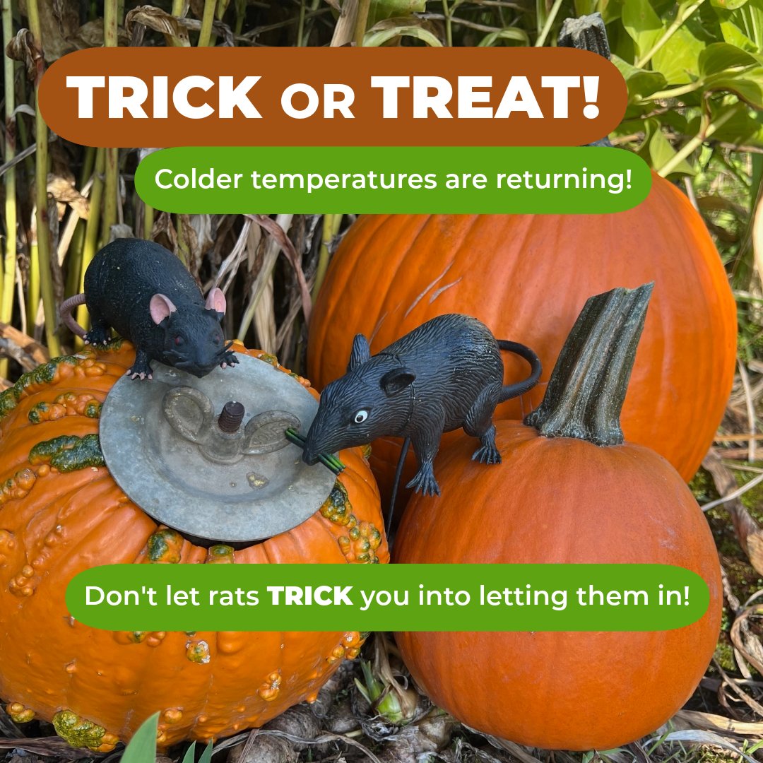 MultCoHealth's tweet image. 🎃🐀Colder temps are returning, don&apos;t let rats trick you into letting them in! Have rats around your home or yard? Call Multnomah County Vector Control for a free inspection, tips, resource suggestions &amp;amp; free snap traps. Call 503-988-3464 or vector.nuisance@multco.us.
----------…