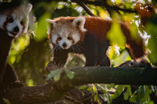 RedPandaEveryHr's tweet photo. https://t.co/yYdGCP50n4