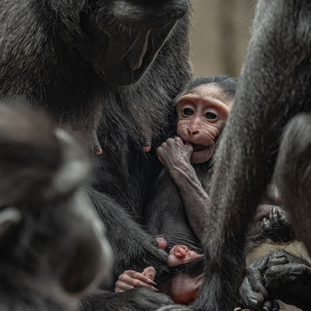Chester Zoo tweet media