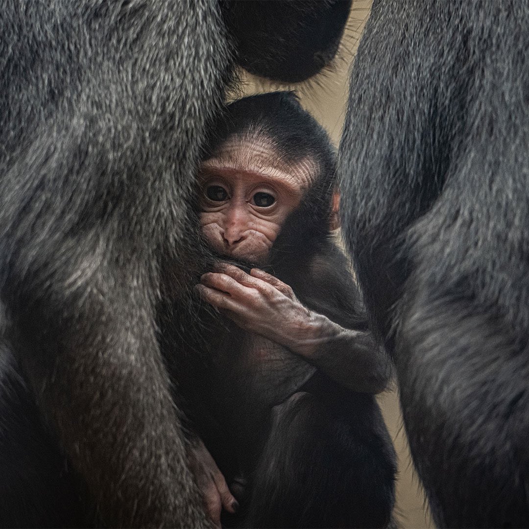 Chester Zoo tweet media