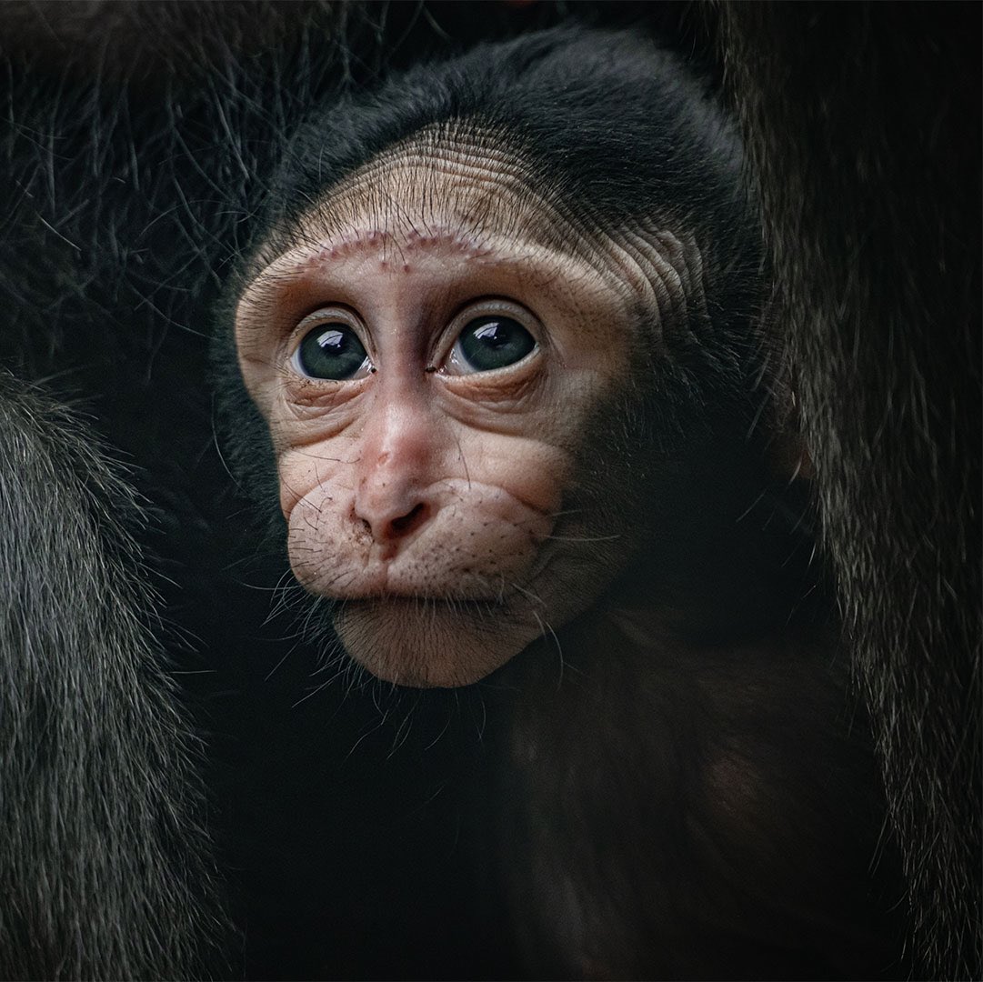 Chester Zoo tweet media