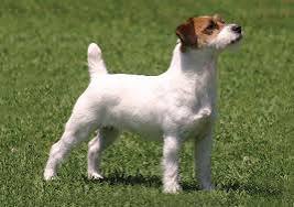 MDalamin1638298's tweet image. so nice jackrussell #jackrussellterrier #jackrussellsofinstagram #JackRussel #jackrussellmoments #jackrussellsofig #jackrusselterrier #jackrussells #jackrussellofinstagram #jackrussellfeatures #jackrussellmix #jackrussellpuppy #jackrussellworld #jackrusselllove