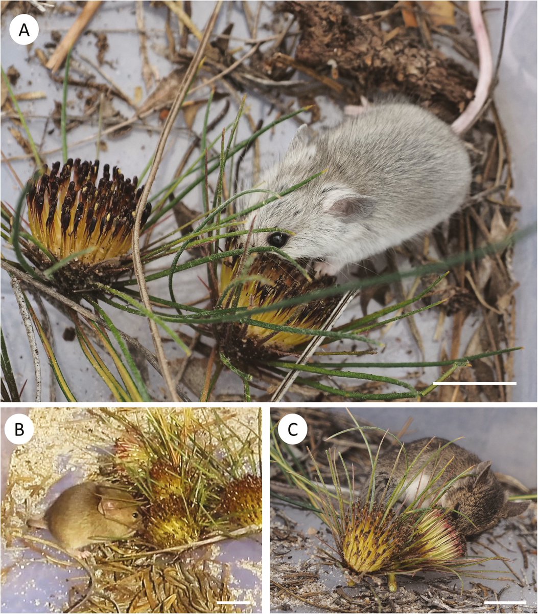Botanical Journal of the Linnean Society (@botjlinnsoc) on Twitter photo What do honey possums, mice and dunnarts have in common? They all pollinate Australian #Banksia! New research published in our journal highlights the role of rodents & other non-flying mammals in their pollination...a đź§µ(1/4)
academic.oup.com/botlinnean/adv…
<a href="/StanislawWawrz2/">Stanislaw Wawrzyczek</a> <a href="/Dr_Rob_Davis/">Rob Davis</a> What do honey possums, mice and dunnarts have in common? They all pollinate Australian #Banksia! New research published in our journal highlights the role of rodents & other non-flying mammals in their pollination...a đź§µ(1/4)
academic.oup.com/botlinnean/adv…
<a href="/StanislawWawrz2/">Stanislaw Wawrzyczek</a> <a href="/Dr_Rob_Davis/">Rob Davis</a>
