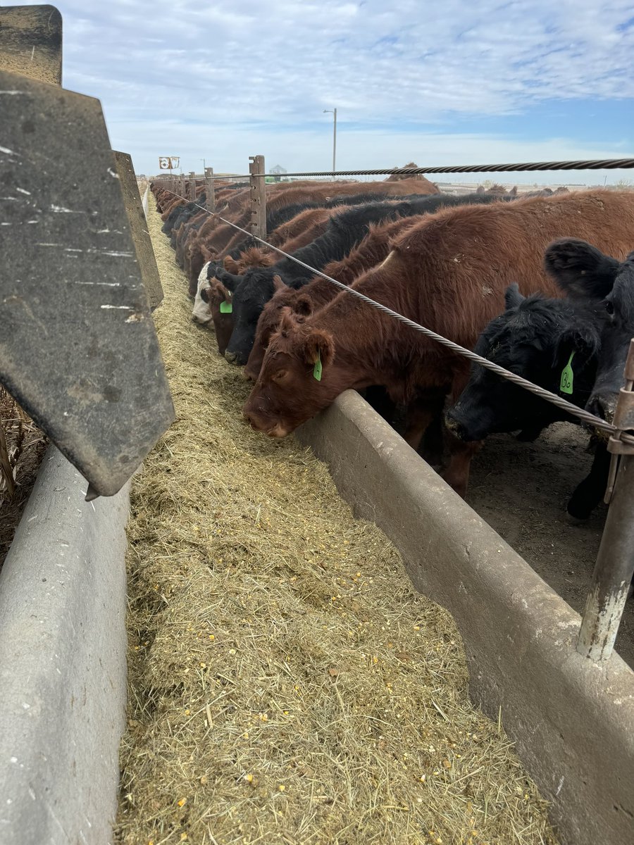 Tales from the Feedyard (Uncensored) tweet media