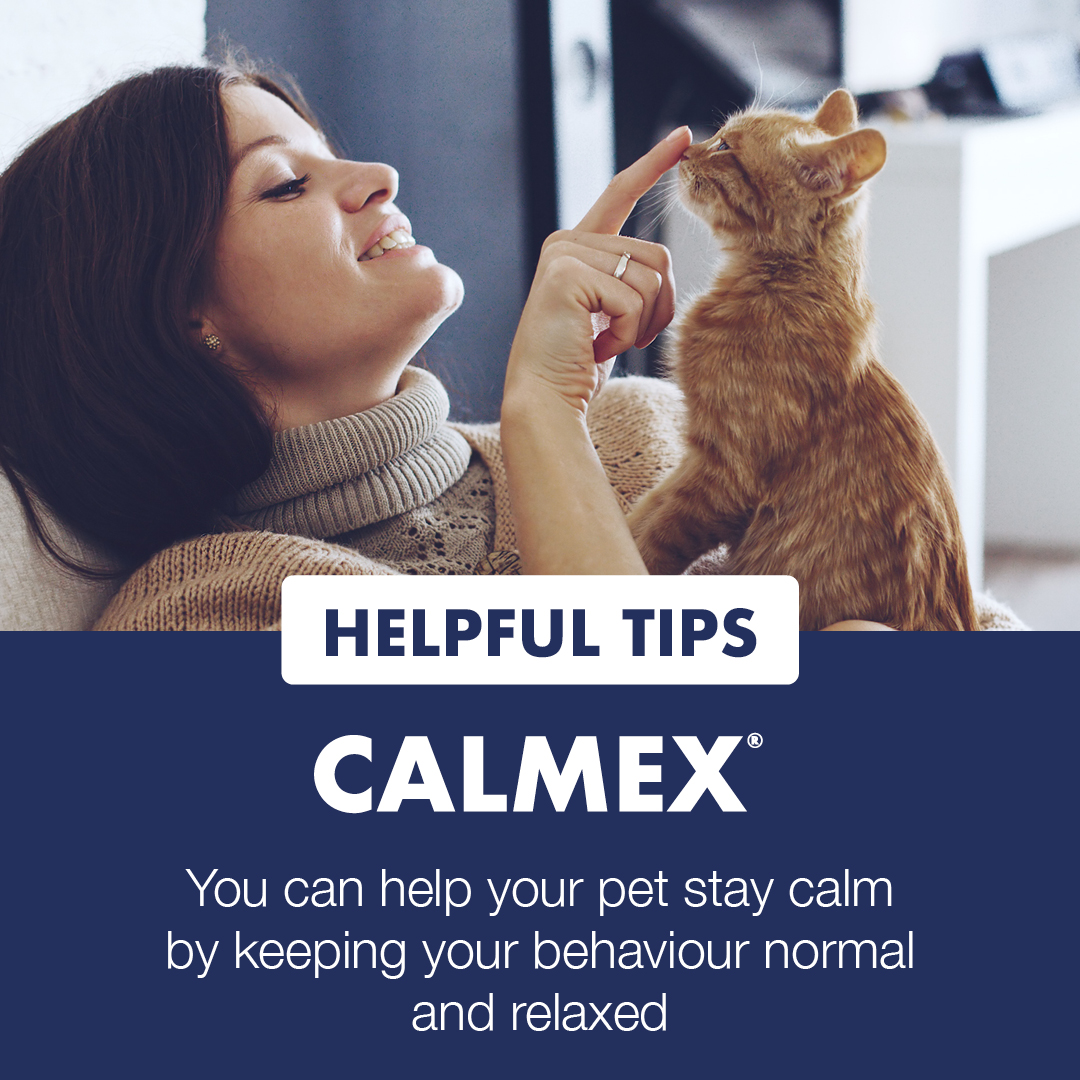 VetPlusUK's tweet photo. Fireworks can be particularly distressing for dogs and cats due to their sensitivity to loud, sudden sounds and bright flashes.

Here are some tips and tricks to help prepare your dog or cat for fireworks season. https://t.co/vGmYa2IJoP