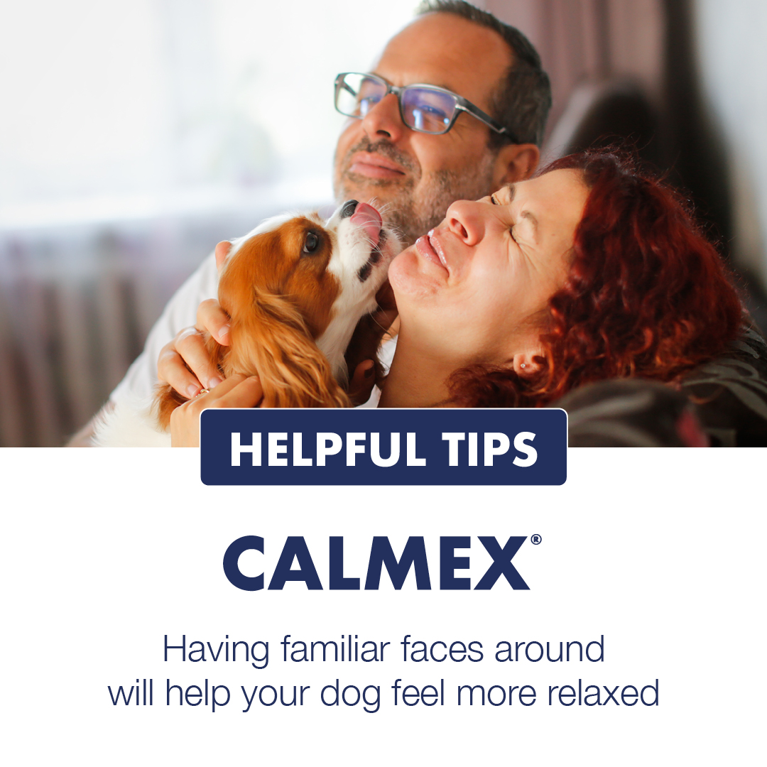 Fireworks can be particularly distressing for dogs and cats due to their sensitivity to loud, sudden sounds and bright flashes.

Here are some tips and tricks to help prepare your dog or cat for fireworks season.