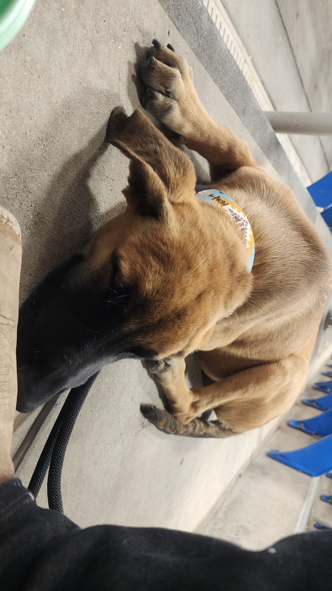 rysteinhoff's tweet image. Happy birthday to me! Meet Duke everyone!