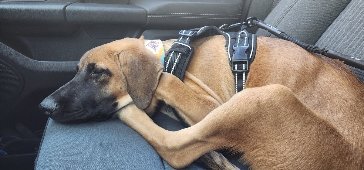 rysteinhoff's tweet image. Happy birthday to me! Meet Duke everyone!