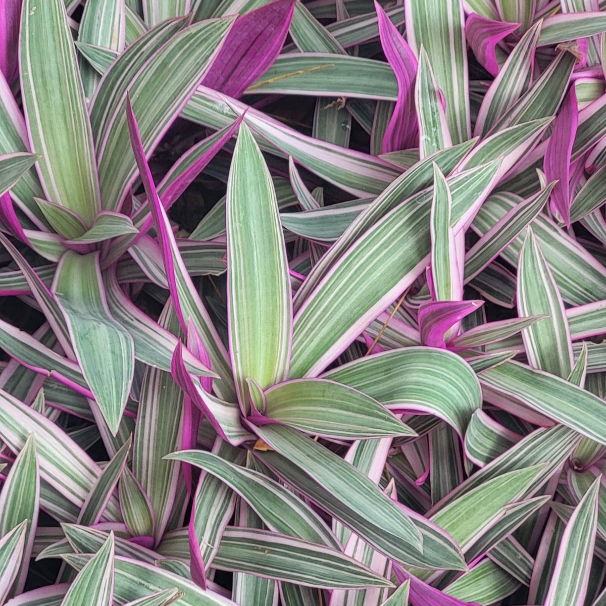 Tradescantia spathacée ou "Moïse au berceau" est une plante au feuillage coloré (feuilles vertes au revers violet) qui purifie l'air.

Ayez Tradescantia spathacée pour purifier votre semaine 🍃🤗

#Nature #Plante #BienEtre #Environnement