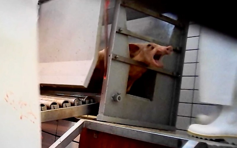 Stiamo portando la loro voce il più lontano possibile!

Nella nostra ultima inchiesta in un macello del nord Italia abbiamo documentato animali soffrire e gridare di dolore. 

Le loro grida non le possiamo ignorare e stiamo cercando di amplificarle e portarle a quante più persone