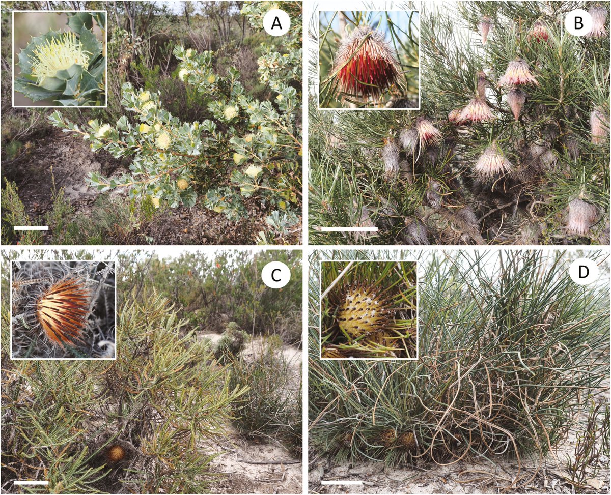Botanical Journal of the Linnean Society tweet media