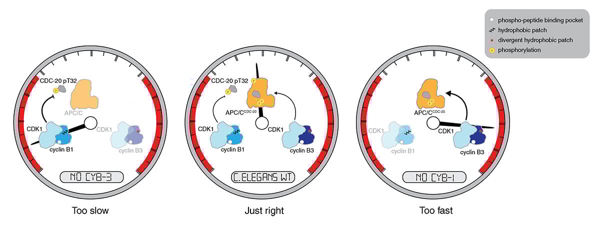 Journal of Cell Biology (@jcellbiol) on Twitter photo Spotlight: <a href="/BolandLab_GE/">Andreas Boland</a> and <a href="/KamenzLab/">KamenzLab</a> discuss the work of @xtpablo, <a href="/leebardwell/">Lee Bardwell</a>, <a href="/oegemadesai_lab/">Oegema/Desai Labs</a> et al. (hubs.la/Q02V_0bm0) which uncovers how cyclin B3 accelerates #mitosis in #Celegans embryos. hubs.la/Q02V_g6G0
#CellCycle #CellDivision Spotlight: <a href="/BolandLab_GE/">Andreas Boland</a> and <a href="/KamenzLab/">KamenzLab</a> discuss the work of @xtpablo, <a href="/leebardwell/">Lee Bardwell</a>, <a href="/oegemadesai_lab/">Oegema/Desai Labs</a> et al. (hubs.la/Q02V_0bm0) which uncovers how cyclin B3 accelerates #mitosis in #Celegans embryos. hubs.la/Q02V_g6G0
#CellCycle #CellDivision