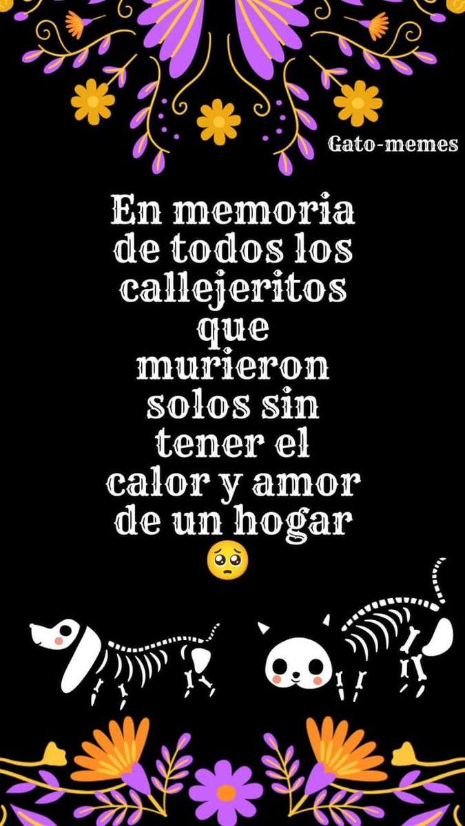 Alfredo Marquez T. tweet media