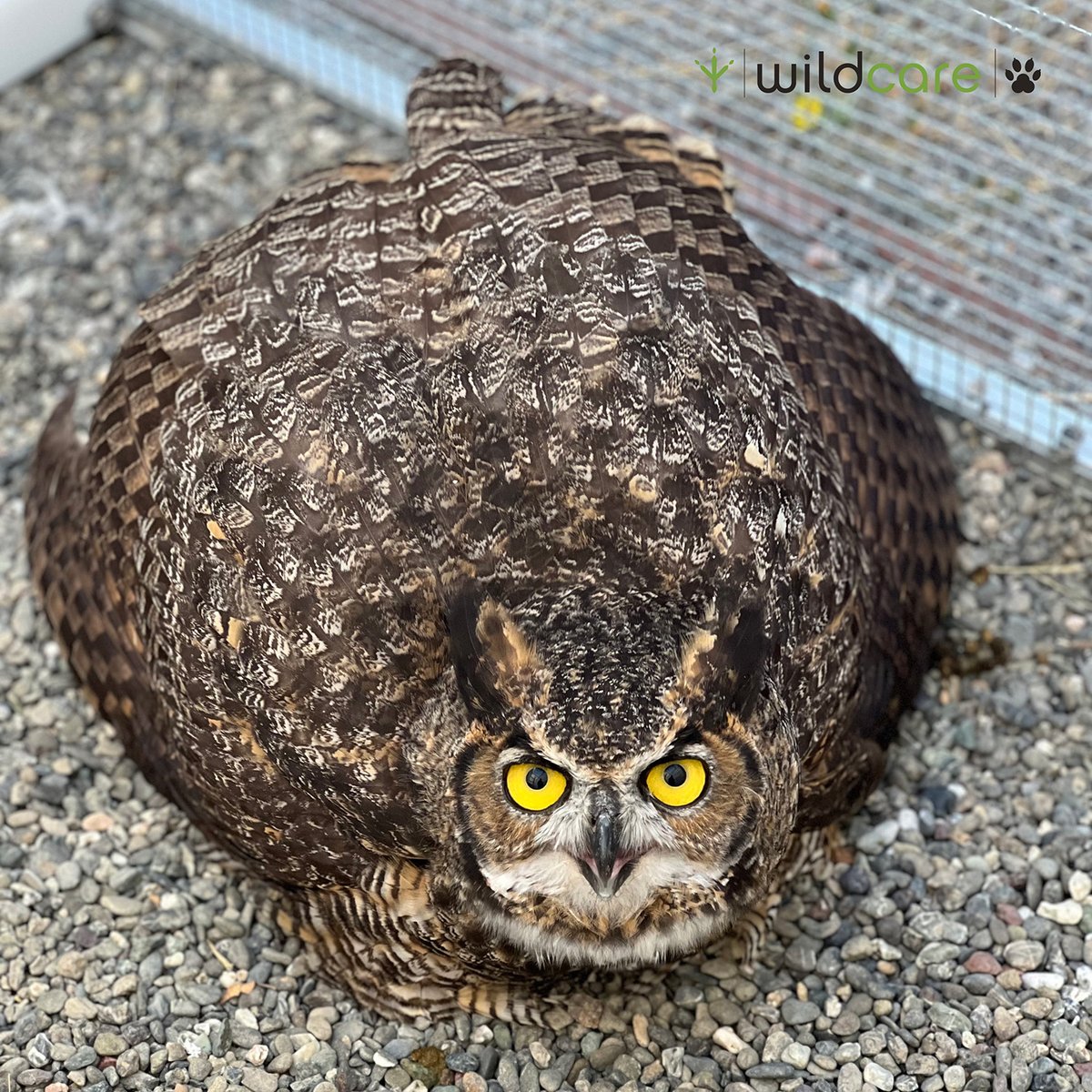 WildCare tweet media