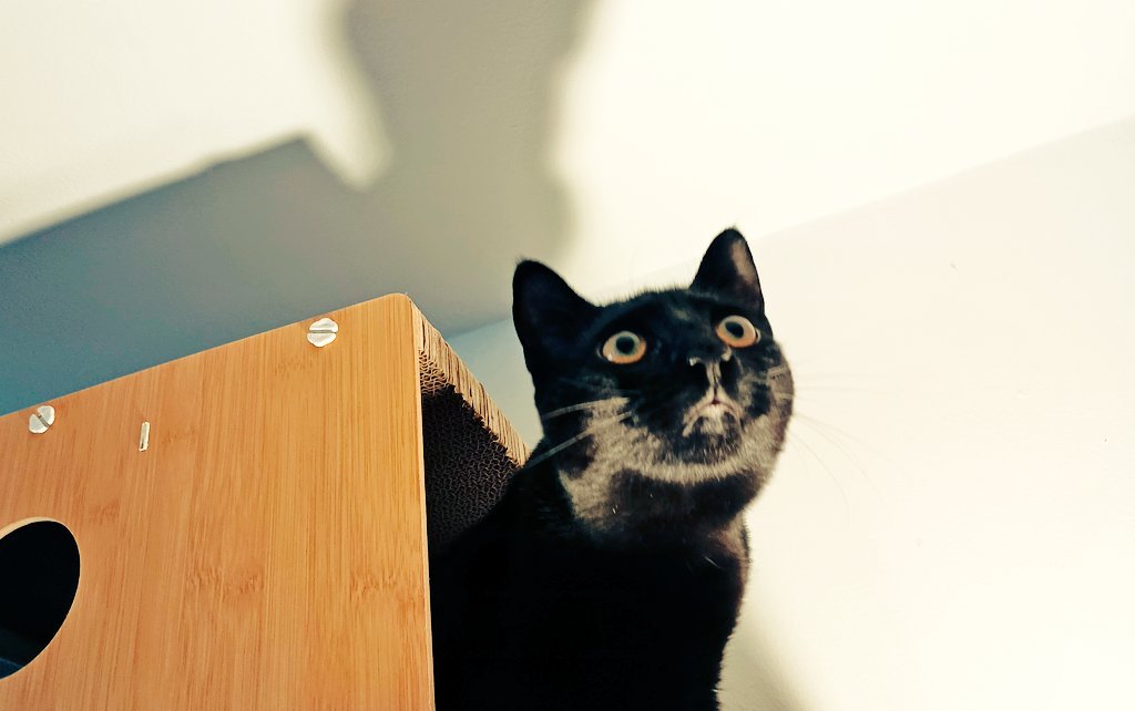 hellon dude tweet media