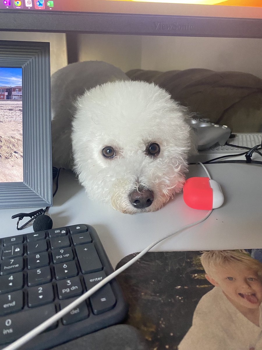 Alrahsm's tweet photo. Oh little creature… #dogsontwitter #dogs #dogday #dogspam https://t.co/yJjqnJtlYQ