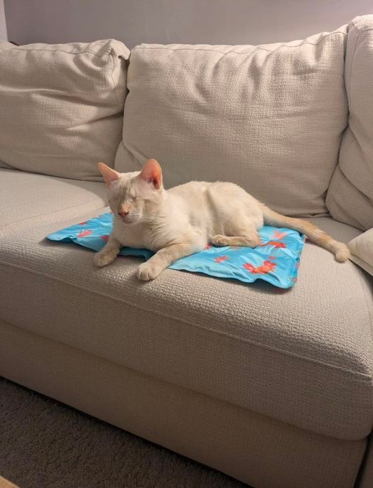 Teo no es que sea guapo, es que es el chico más guapo de todo zarpas. ¿Habeis visto que pelaje? Este blancurro es todo un guaperas que nos tiene enamoradas a todas. Os preguntareis como un guapetón como él, sigue en la prote esperando una familia de adopción.. Teo es cieguito!