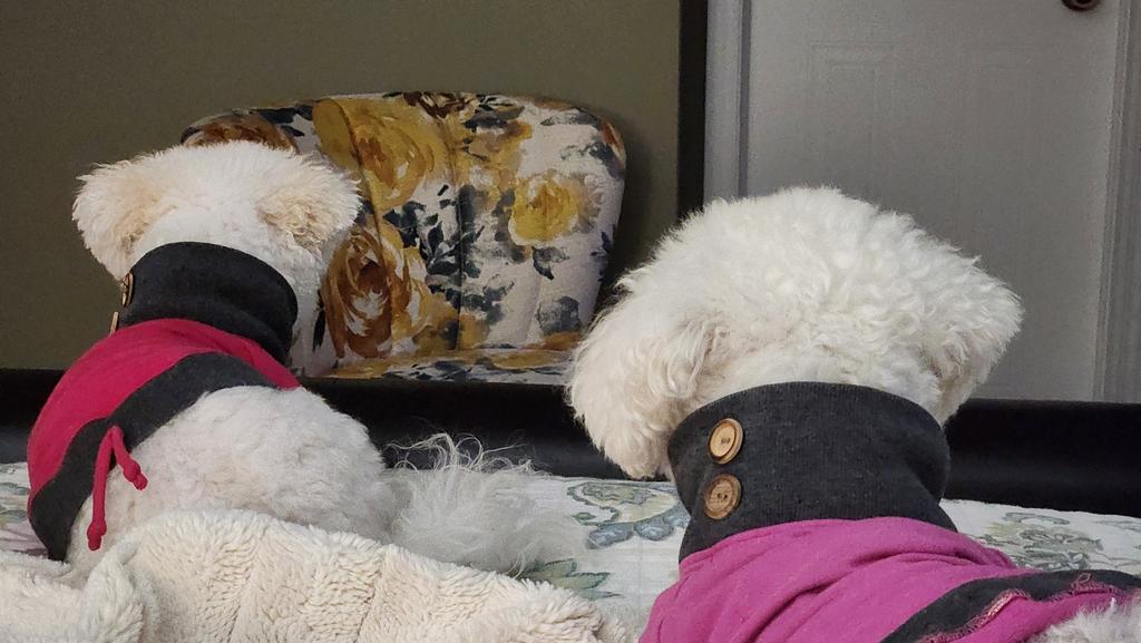 💖 Love my girls 💖
 ~ Chloe &amp; Anais ~
#dogsofx #dogsoftwitter