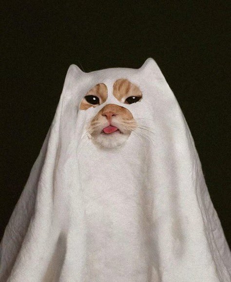 catshealdeprsn's tweet photo. so spooky 👻 https://t.co/D8xOwZQerR