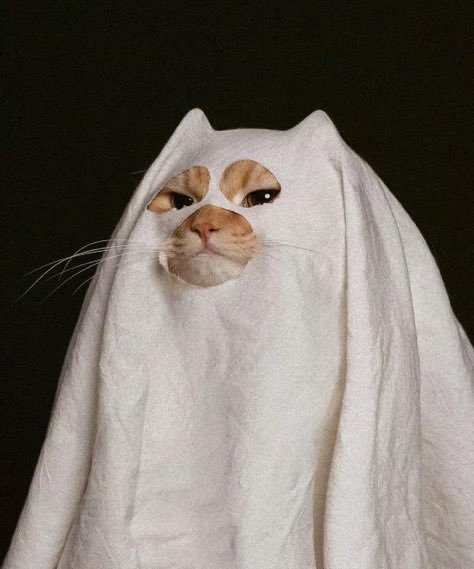 catshealdeprsn's tweet photo. so spooky 👻 https://t.co/D8xOwZQerR