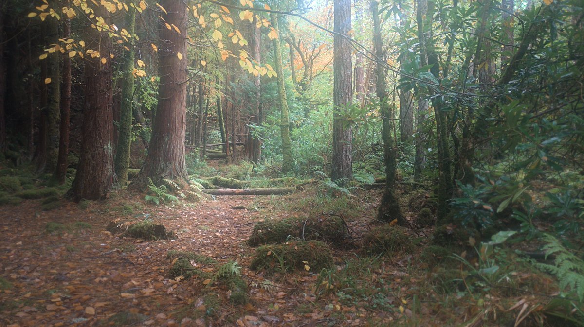 #ArdsForestPark #Donegal. <a href="/govisitdonegal/">Donegal Tourism</a> #senseofplace #landscape #magical