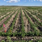 Photo by CSU Crops Testing (@CSUCrops)