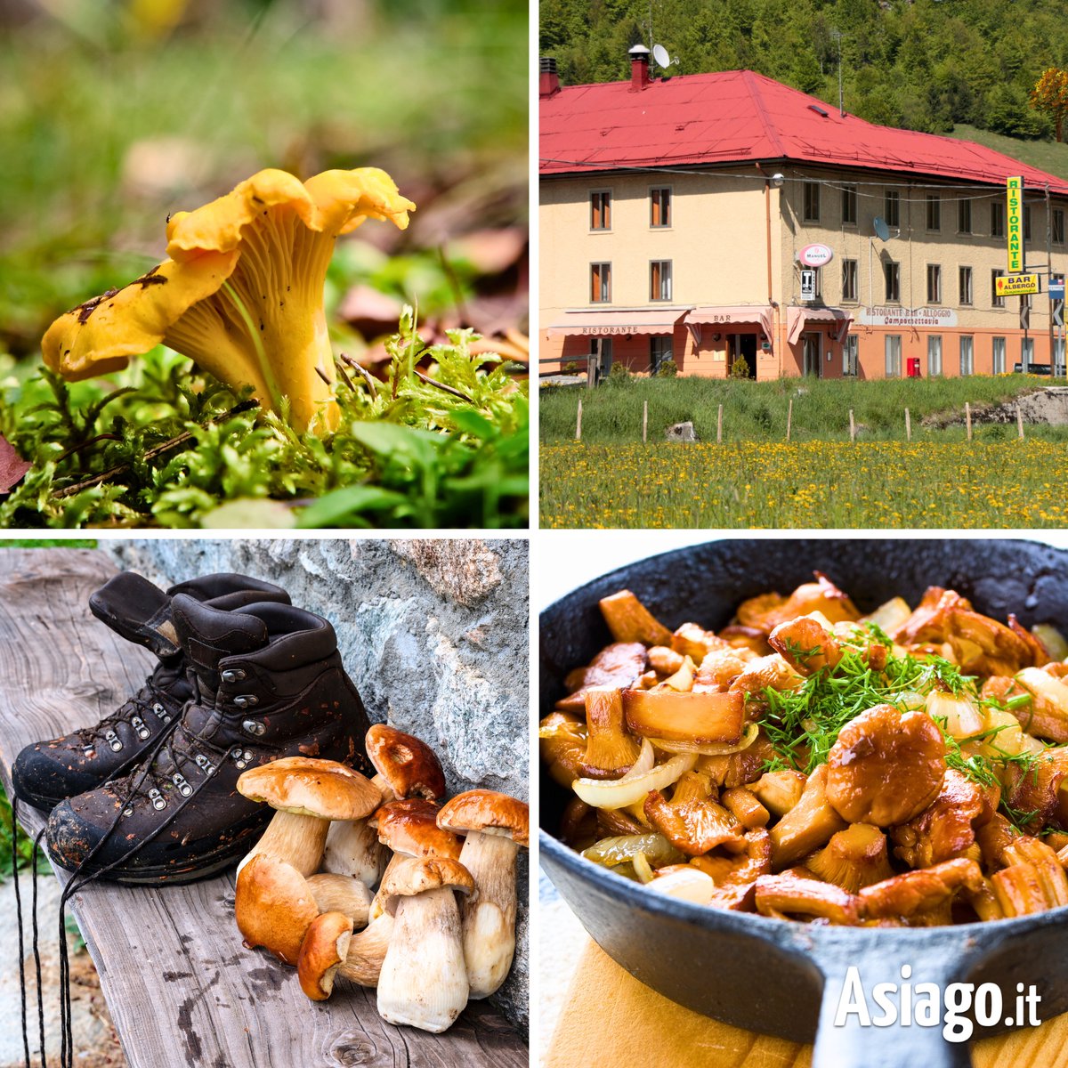AsiagoIt's tweet photo. La meta di sabato prossimo? IL REGNO DEI FUNGHI: CAMPOMEZZAVIA! 🙂🍄
#Escursioneguidata alla scoperta dei #funghi autunnali e #pranzo al #RistoranteCampomezzavia > https://t.co/Zausd7Ygzi

BUONA SERATA! 🤗

#Asiagoit #altopianodiasiago #Asiago https://t.co/gvESy7p7uF