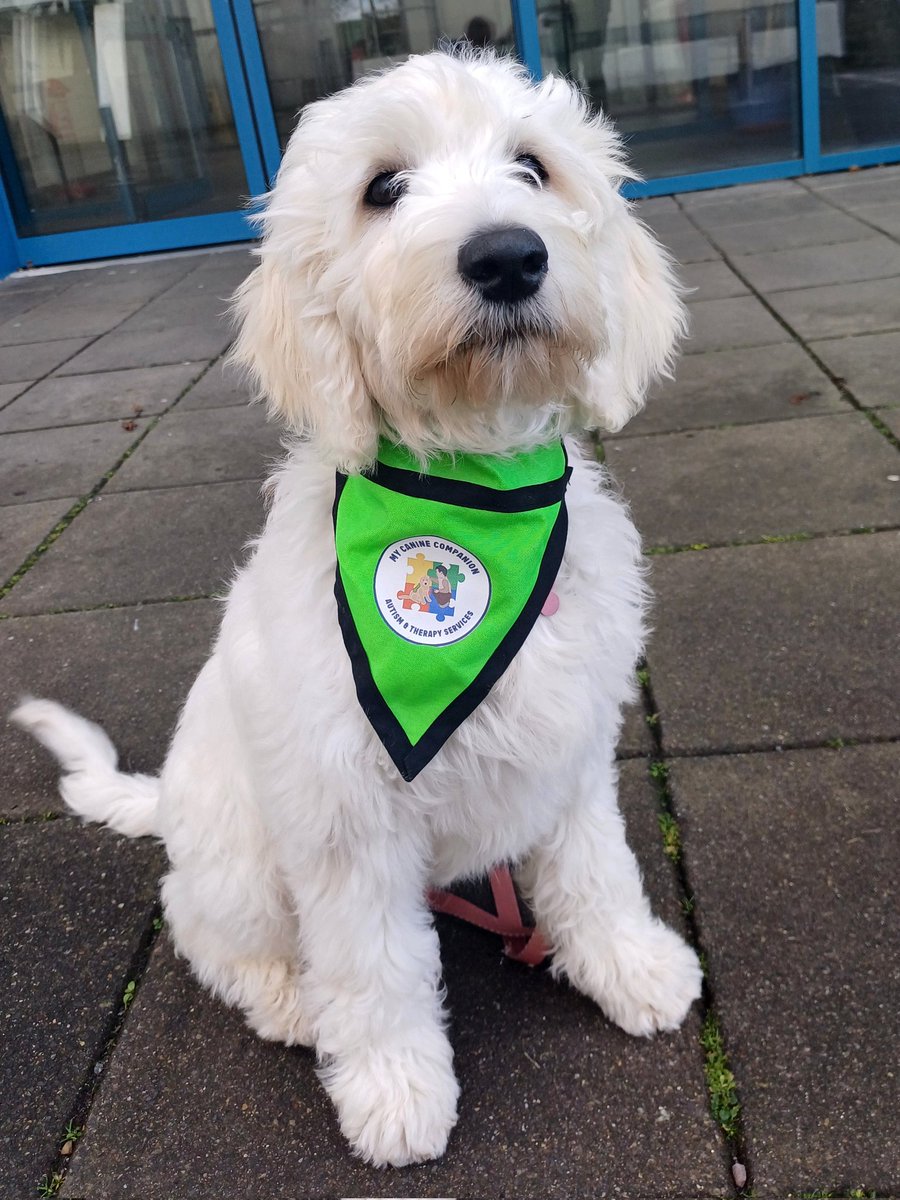 Mercy Mounthawk (@mounthawkmercy) on Twitter photo Meet Bonnie, our fabulous new school dog! Bonnie arrived just a few weeks ago but has already made a big impression. She joins us with the help of the fantastic people at My Canine Companion, and we are absolutely thrilled to have her in Mounthawk. <a href="/mycaninecompani/">My Canine Companion</a> Meet Bonnie, our fabulous new school dog! Bonnie arrived just a few weeks ago but has already made a big impression. She joins us with the help of the fantastic people at My Canine Companion, and we are absolutely thrilled to have her in Mounthawk. <a href="/mycaninecompani/">My Canine Companion</a>