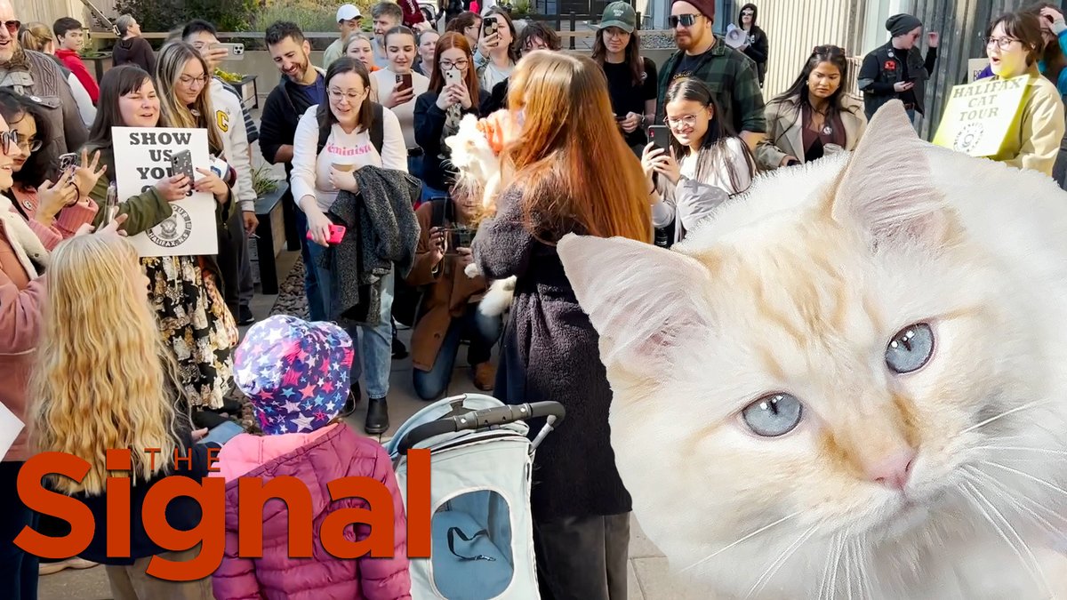 Purrs, claws, and whiskers abounded at the first-ever Halifax Cat Tour. Emily Enns covered an event where cat owners connected with cat lovers. youtu.be/yVyu0BbcZQM