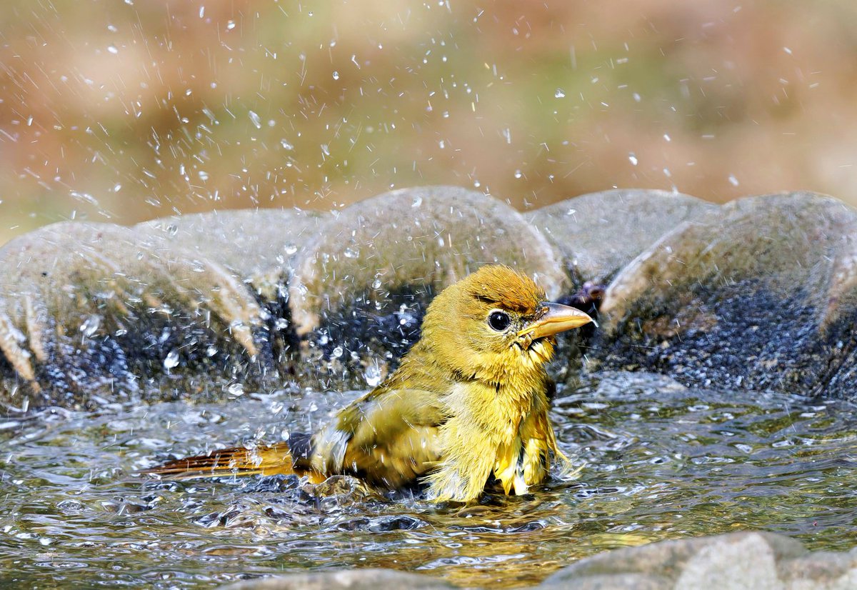 SuttonCenter's tweet photo. Keeping bird baths filled brings many visitors during a drought! A northern flicker and a summer tanager are just two of many species seen recently.  #suttoncenter #breedingbirdatlas #conservationeducation https://t.co/lD0fl9RXyw