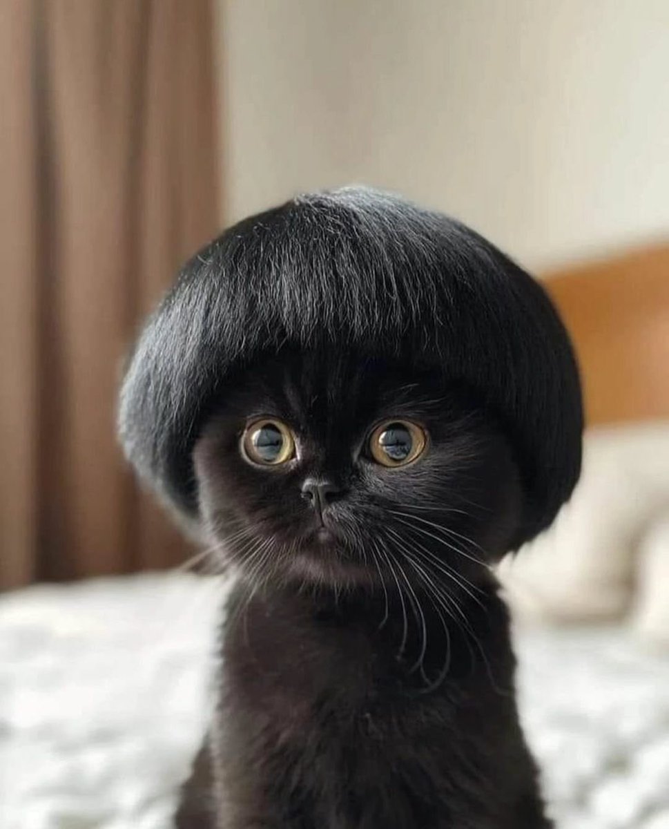 Tim Burgess tweet media