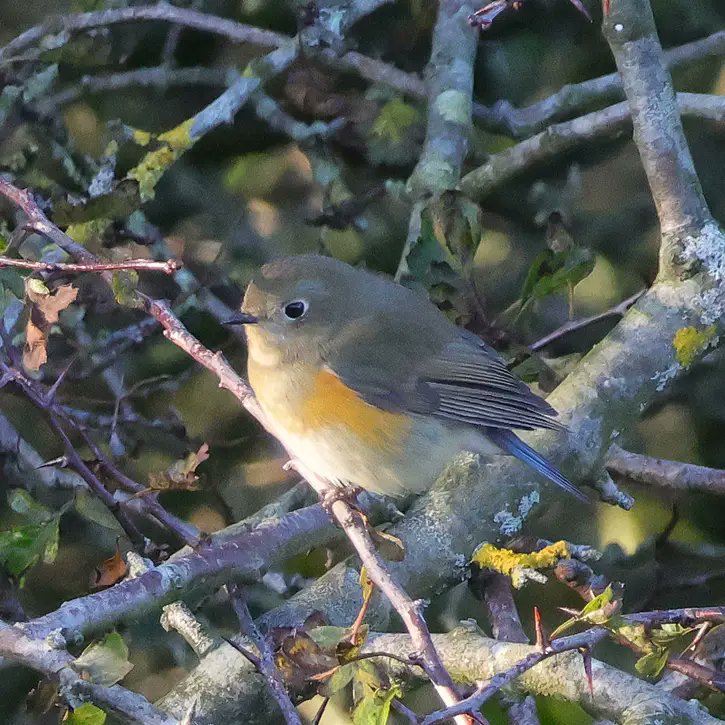 JohnStockill17's tweet photo. Red-flanked Blue-tail from last week at Bempton https://t.co/0a02smB3MH