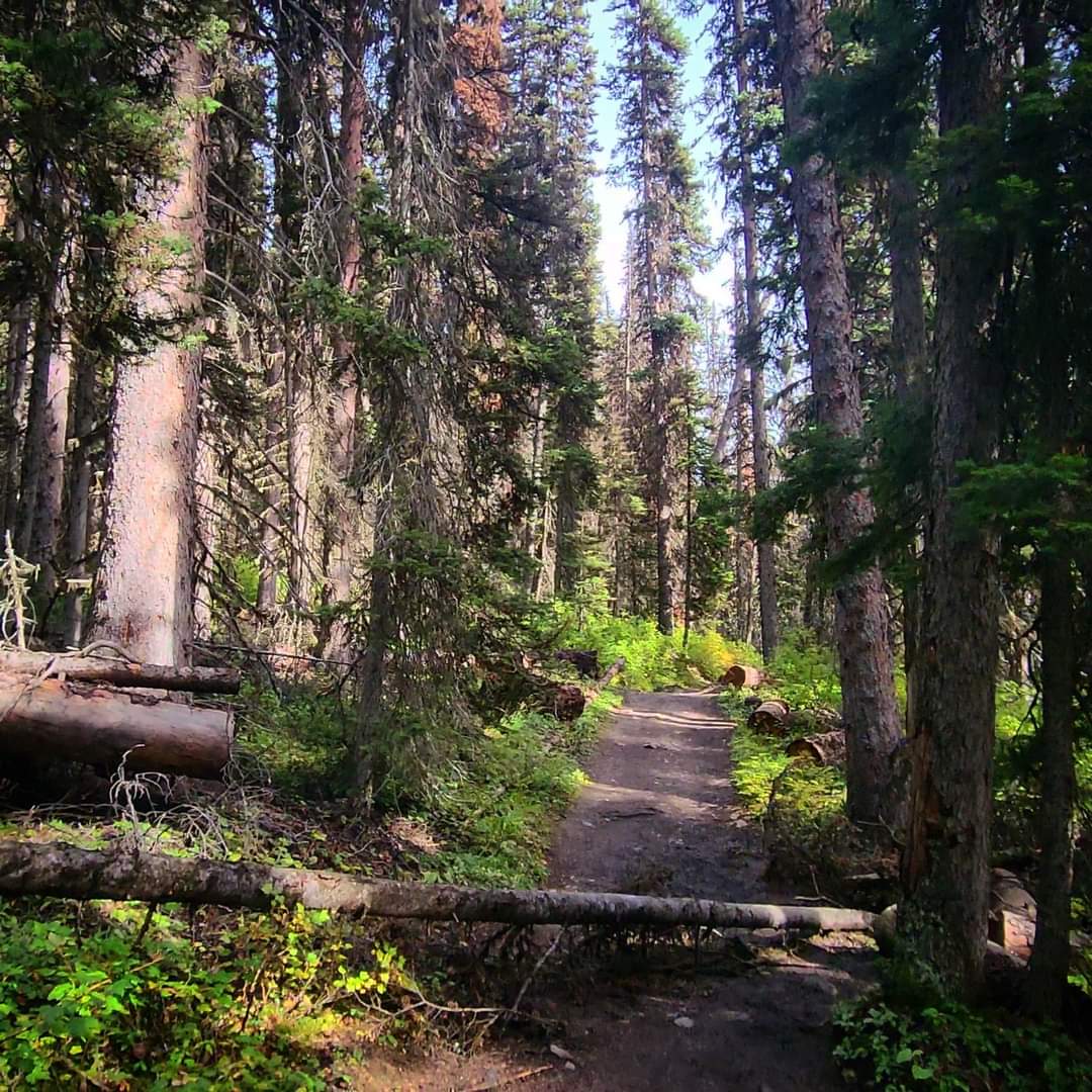 MarkyMacoi's tweet photo. #BoomLake Trail located in #Banff National Park., Alberta. It’s a 10.2 km (6.4 miles) out and back and takes 4 hours to complete. It is a moderate trail with an elevation of 6,217 feet above sea level. 

Watch the full hike video at https://t.co/GvavzhCgEm #BoomLake https://t.co/VlRc3xZjSt
