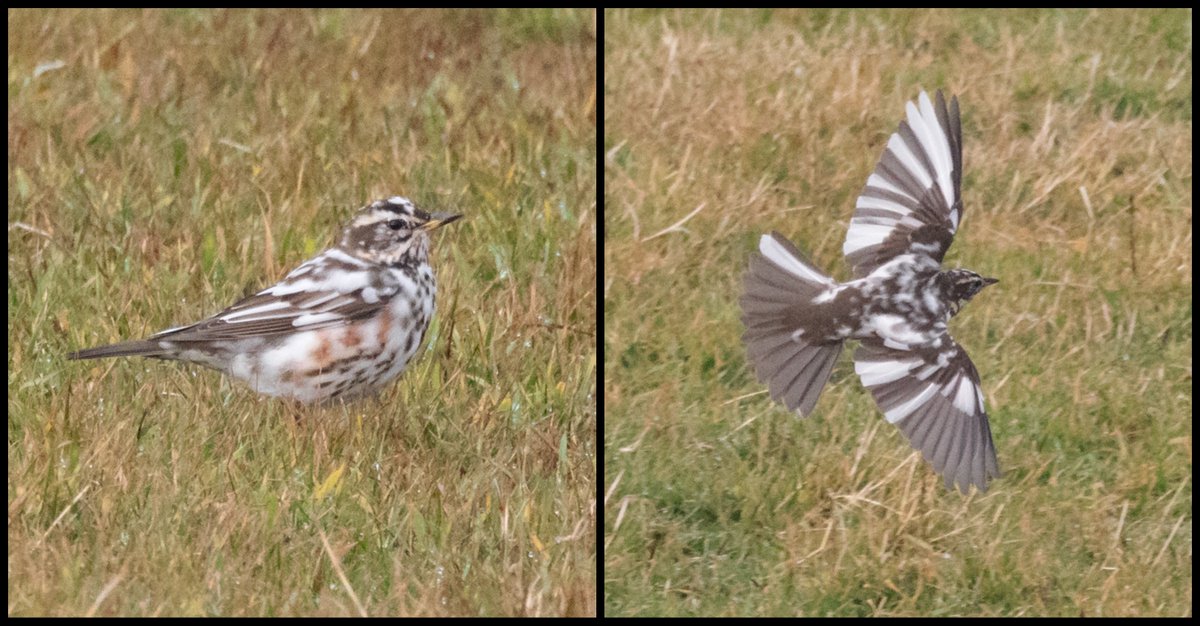 This funky leucistic Redwing was amongst the lingering thrushes <a href="/FI_Obs/">Fair Isle Bird Observatory</a> today - certainly stood out from the crowd, especially in flight with that amazing asymmetrical plumage!
