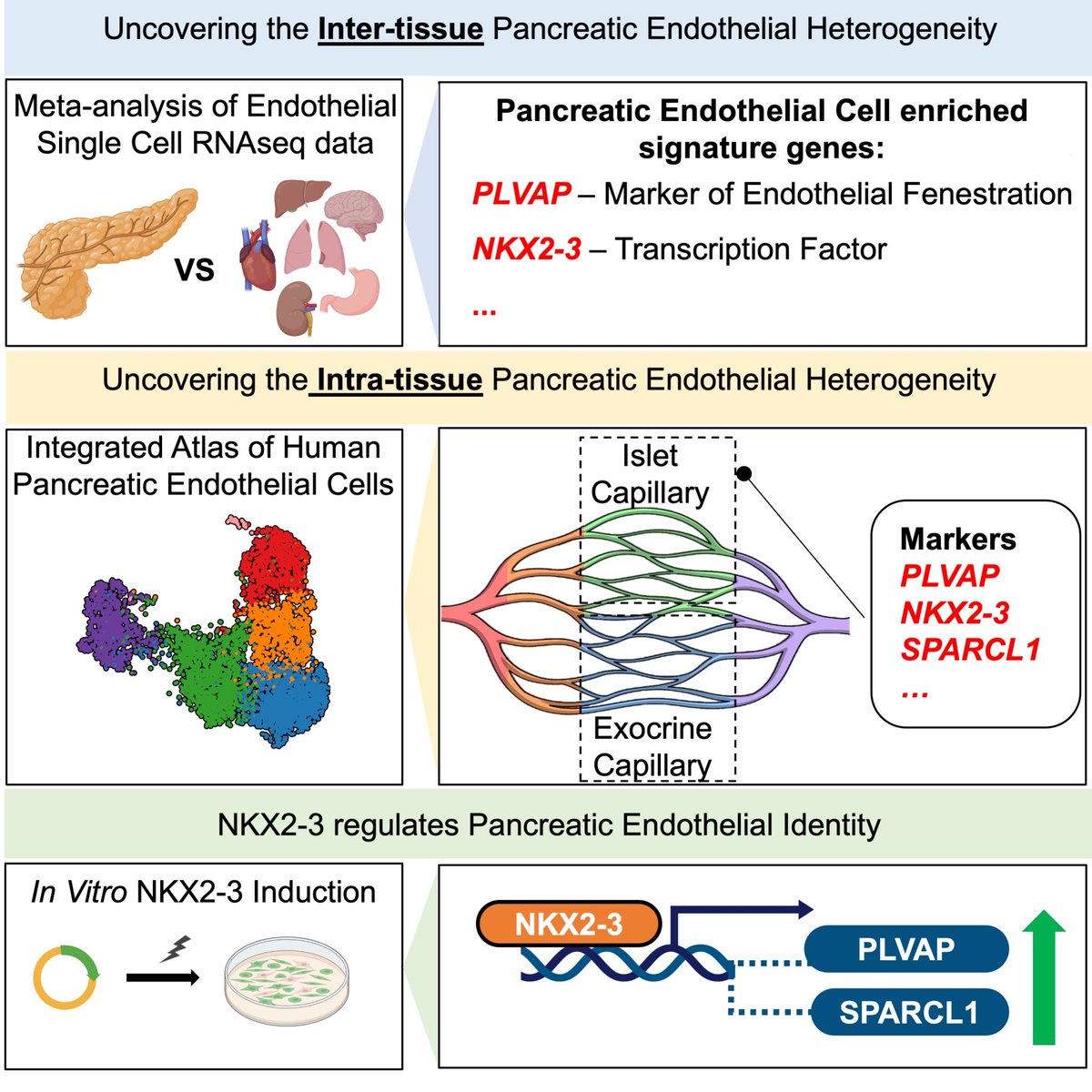 atvbahajournals's tweet photo. Single cell #transcriptomics &amp; integrated #atlas reveals a #pancreatic #endothelial cell signature and a key role for 
NKX2-3 in #PLVAP expression @yyzscientist @cleaverlab
https://t.co/IPvEVXpSHA https://t.co/RtZo28b4jk