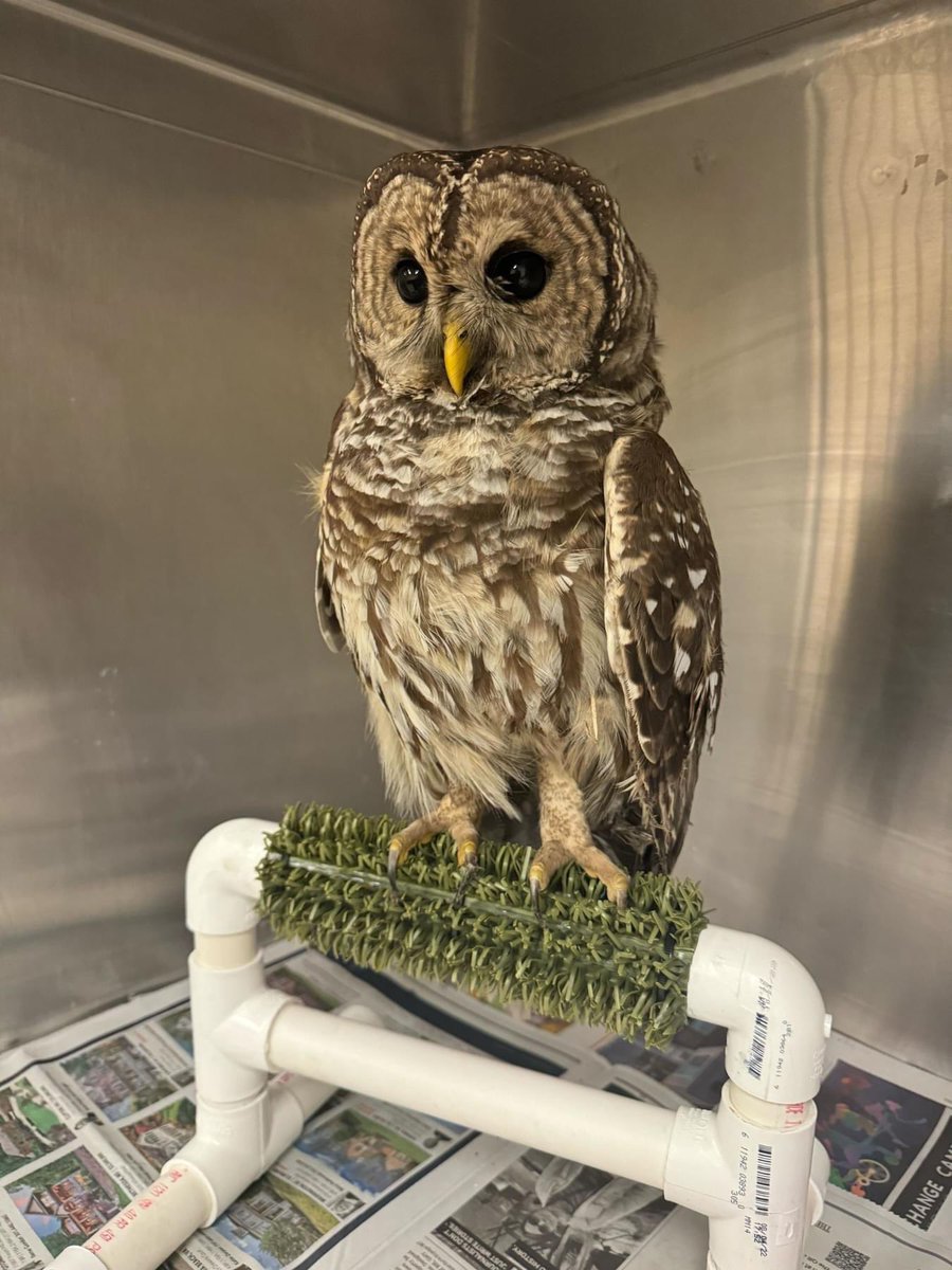 We know we must sound like a broken record at this point, but please, share this post far &amp; wide - do NOT use glue traps &amp; reach out to representatives in support of legislation that bans these traps (Glue Trap Prohibition Act of 2024)!