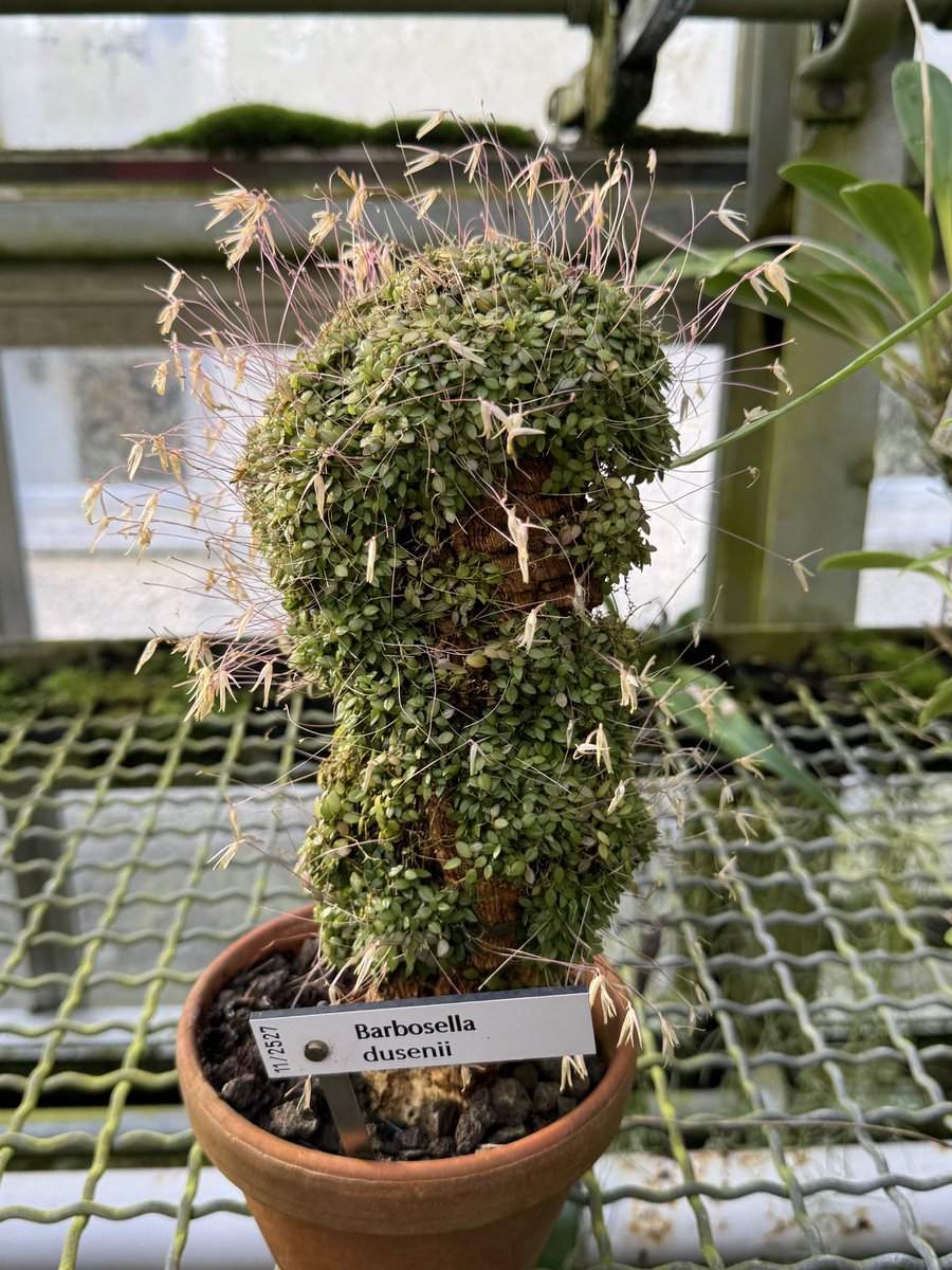 CelleOrchidee's tweet photo. …wir durften hinter die Kulissen des Botanischen Gartens München Hier nur einige Eindrücke aus der Orchideensammlung.
#orchideen #orchideenfans #orchideenliebe #wichmannorchideen #orchideenhobbyde #orchideenhobby https://t.co/7mM8iqVKA0