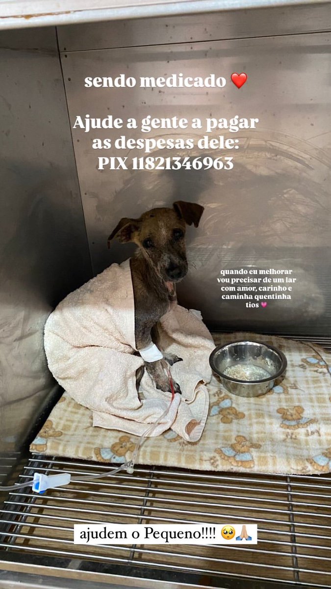i4lanarey's tweet image. ⚠️⚠️⚠️AJUDEM O PEQUENO⚠️⚠️⚠️
Hoje esse cachorrinho foi encontrado aqui no meu condomínio, muito debilitado, apelidamos ele de Pequeno. Os moradores se solidarizaram e levamos ele para tratamento, mas precisamos de ajuda para pagar as despesas, qualquer valor ou divulgação+