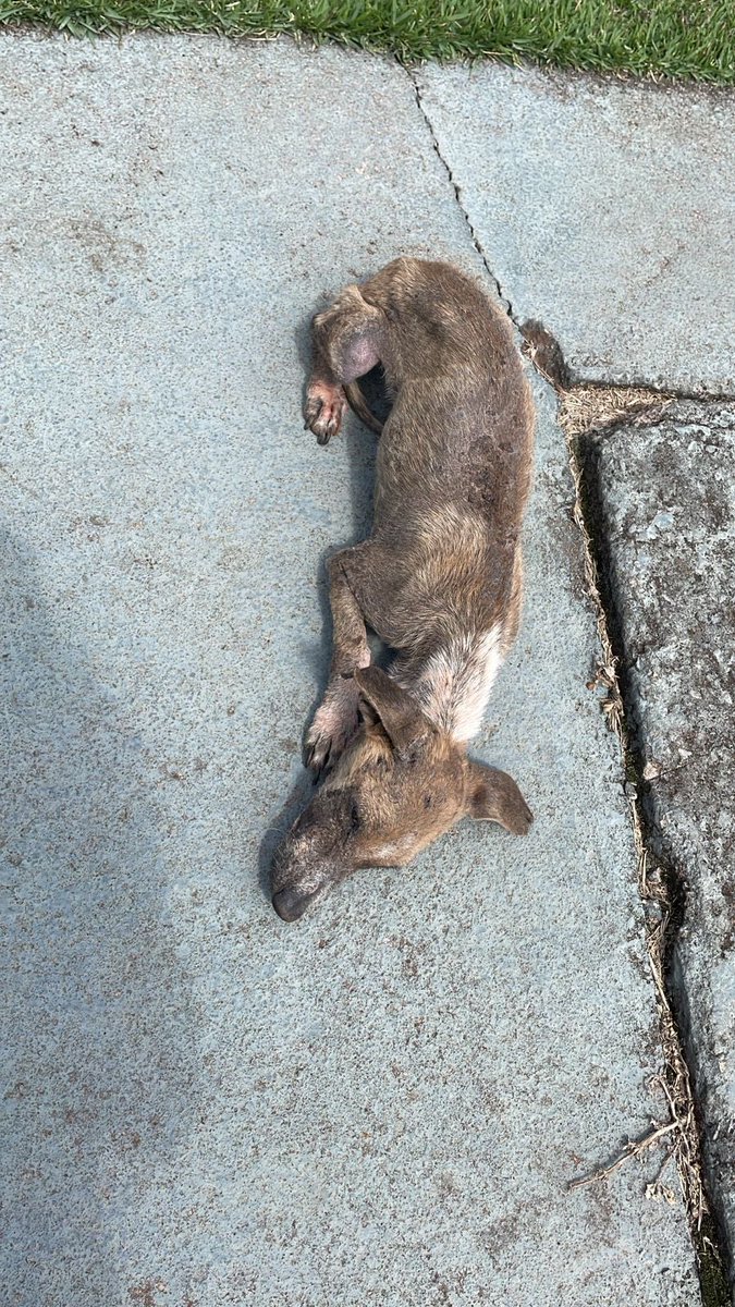 i4lanarey's tweet image. ⚠️⚠️⚠️AJUDEM O PEQUENO⚠️⚠️⚠️
Hoje esse cachorrinho foi encontrado aqui no meu condomínio, muito debilitado, apelidamos ele de Pequeno. Os moradores se solidarizaram e levamos ele para tratamento, mas precisamos de ajuda para pagar as despesas, qualquer valor ou divulgação+