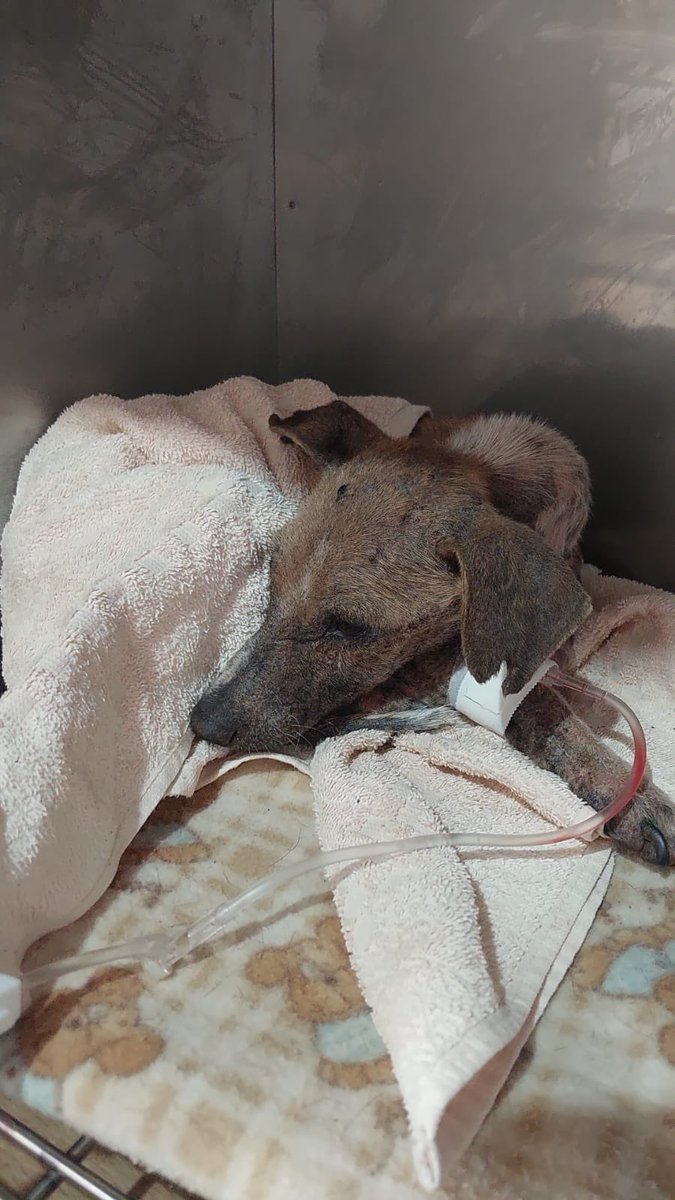 i4lanarey's tweet image. ⚠️⚠️⚠️AJUDEM O PEQUENO⚠️⚠️⚠️
Hoje esse cachorrinho foi encontrado aqui no meu condomínio, muito debilitado, apelidamos ele de Pequeno. Os moradores se solidarizaram e levamos ele para tratamento, mas precisamos de ajuda para pagar as despesas, qualquer valor ou divulgação+