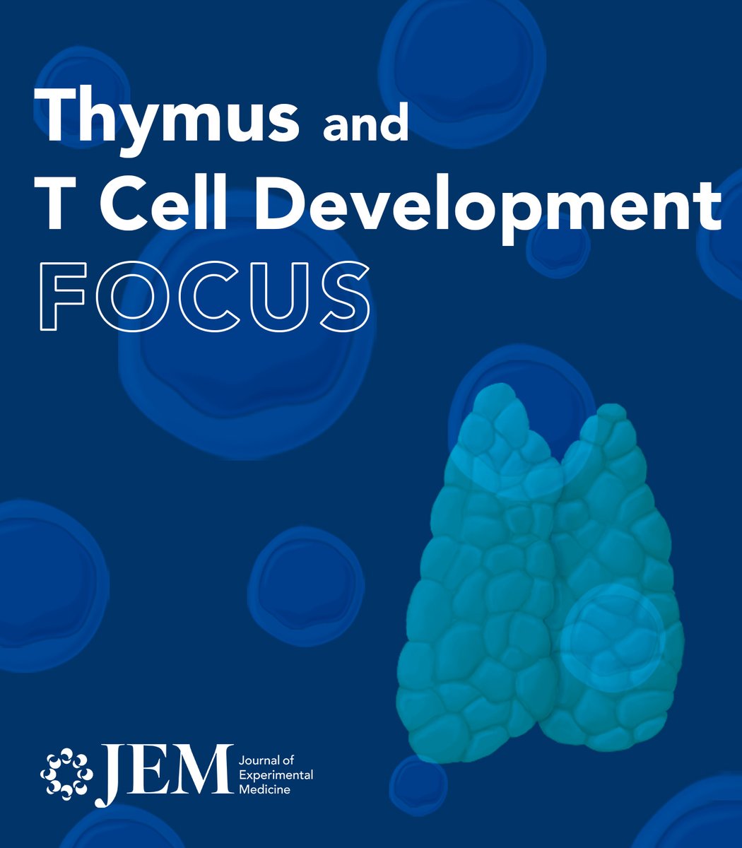 JExpMed's tweet photo. .@LabRobey presents a novel 'sequential selection' model of CD4 vs CD8 lineage commitment that accommodates diverse findings in the field & discuss medullary niches for #Treg development πhttps://t.co/wd6Z5vJTVZ
ππ In #Thymus & #TCellDevelopment Focus: https://t.co/9mwyoTWPvN https://t.co/4Ny0DPO8Z5