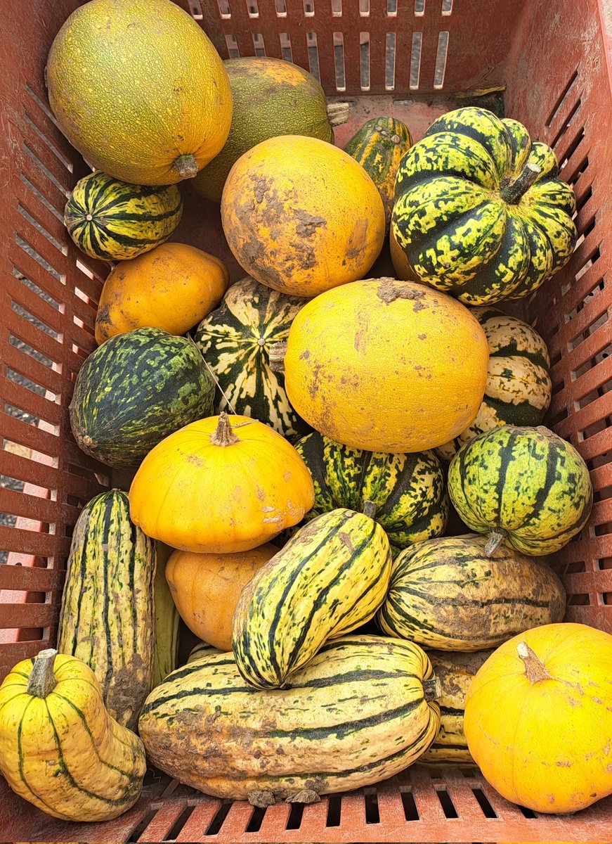 Is it time we stopped growing pumpkins? What other vegetable is grown to be carved up, discarded or shot out of a cannon? A winter squash will taste better but whatever you do, #eatyourpumpkin 
open.substack.com/pub/queenofmar…